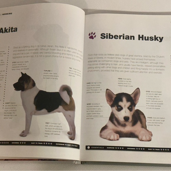 Dogs: From Extremely Large to Very Small • Igloo Books Hardcover Photo Guide - Picture 9 of 16